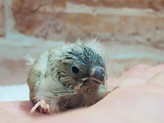 定番人気のミニミニ怪獣ちゃんが襲来⁉⁉ キンカチョウ(フォーン) 錦花鳥(キンカチョウ)