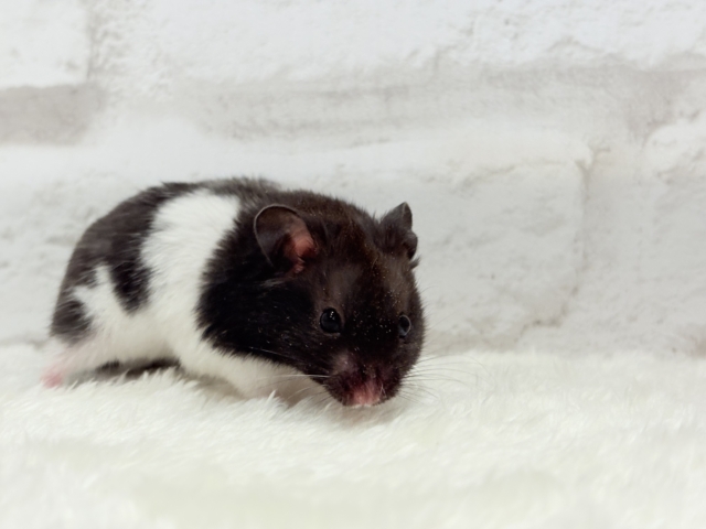 ゴールデンハムスター