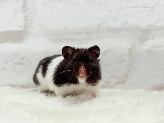 活発☆食欲旺盛☆カラーハムスター(男の子) ゴールデンハムスター