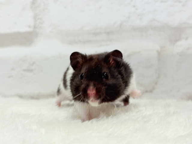 ゴールデンハムスター