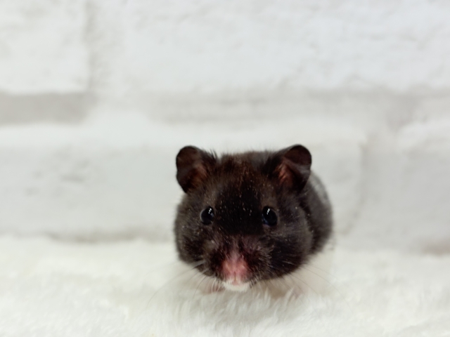 活発☆食欲旺盛☆カラーハムスター(男の子) ゴールデンハムスター