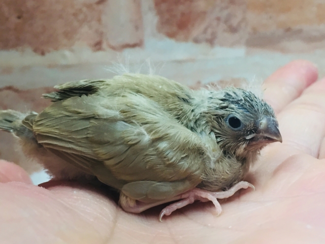 定番人気のミニミニ怪獣ちゃんが襲来⁉⁉ キンカチョウ(フォーン) 錦花鳥(キンカチョウ)