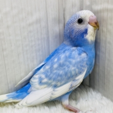 青空ブルーのセキセイインコ✈️💨スパングル💙