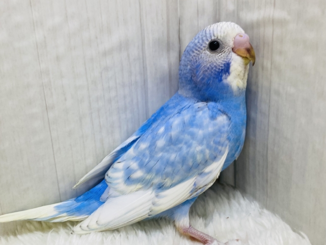 青空ブルーのセキセイインコ✈️💨スパングル💙
