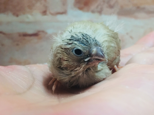 定番人気のミニミニ怪獣ちゃんが襲来⁉⁉ キンカチョウ(フォーン) 錦花鳥(キンカチョウ)