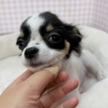 更新📷牛さんのような模様のチワワちゃん！