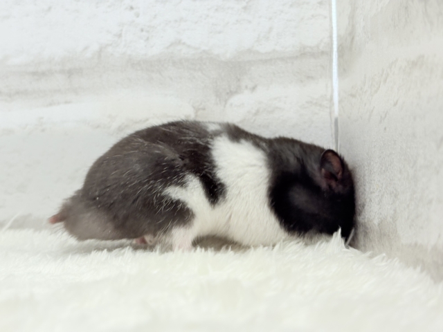 活発☆食欲旺盛☆カラーハムスター(男の子) ゴールデンハムスター