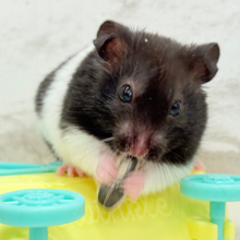 活発‪☆食欲旺盛‪☆カラーハムスター(男の子)