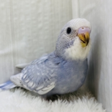 シックにときめく💕癒し顔のセキセイインコのグレースパングル🩶