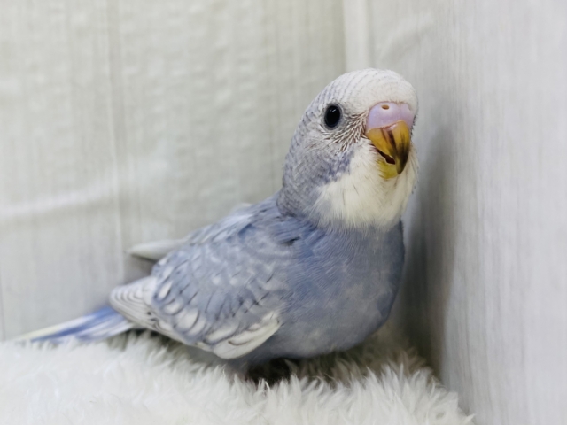 シックにときめく💕癒し顔のセキセイインコのグレースパングル🩶