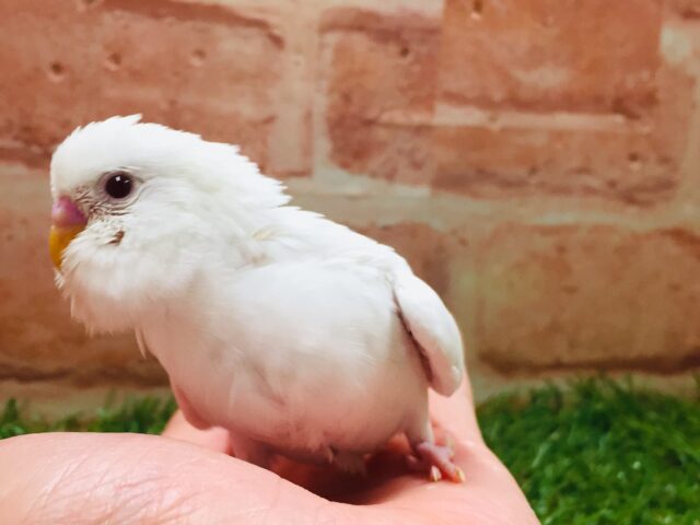 大人気カラー✨✨✨ アルビノセキセイちゃんがやってきましたよ~🎵🎵 セキセイインコ セキセイインコ