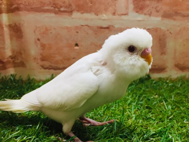大人気カラー✨✨✨ アルビノセキセイちゃんがやってきましたよ~🎵🎵 セキセイインコ セキセイインコ