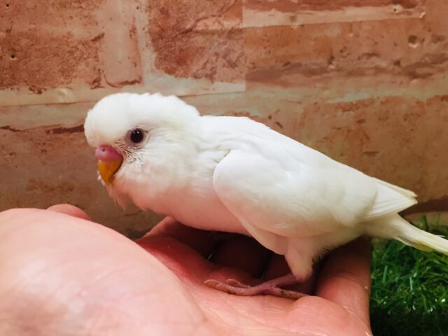 大人気カラー✨✨✨ アルビノセキセイちゃんがやってきましたよ~🎵🎵 セキセイインコ セキセイインコ