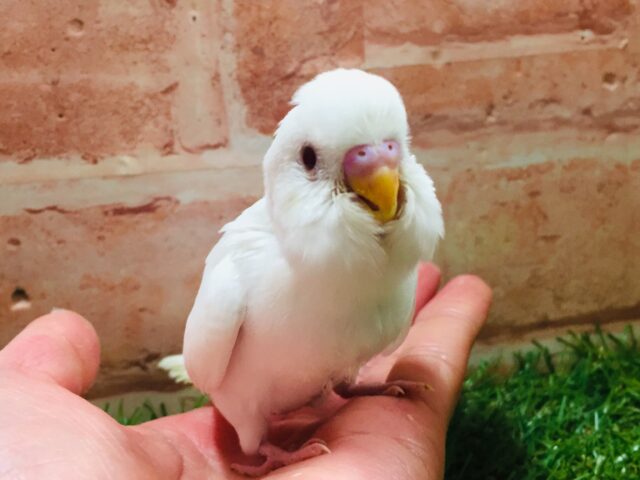 大人気カラー✨✨✨ アルビノセキセイちゃんがやってきましたよ~🎵🎵 セキセイインコ セキセイインコ