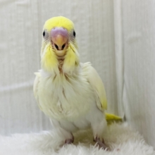 💛甘いだけじゃない❌魅力たっぷりクリームカラー🍮