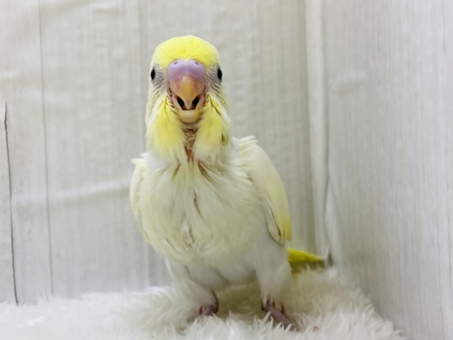 💛甘いだけじゃない❌魅力たっぷりクリームカラー🍮