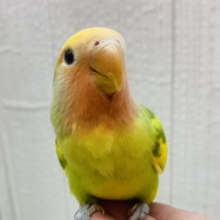 最新画像有ります🍎カラフルコザさんになりますよ〜💕コザクラインコのタイガーチェリー🍒