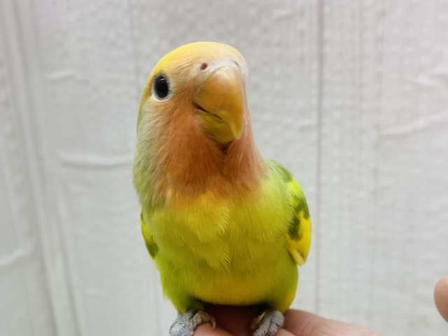 最新画像有ります🍎カラフルコザさんになりますよ〜💕コザクラインコのタイガーチェリー🍒