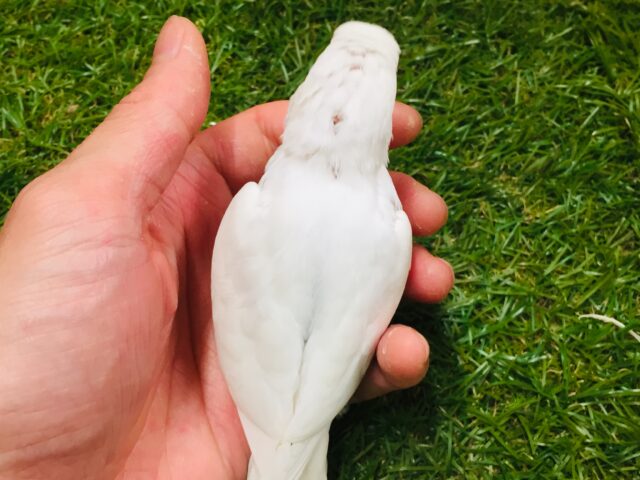 大人気カラー✨✨✨ アルビノセキセイちゃんがやってきましたよ~🎵🎵 セキセイインコ セキセイインコ