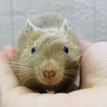 コロンと天使ちゃん🧡サンドカラーのデグー男の子⭐️