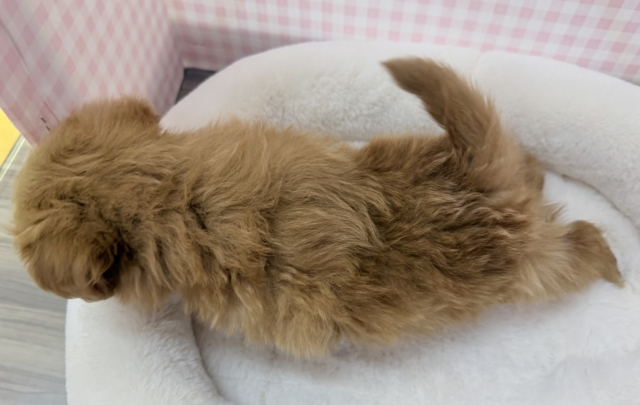 最新📷ふわふわ〜☁️ポメプーの女の子 ポメプー