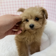 ふわふわ〜☁️ポメプーの女の子