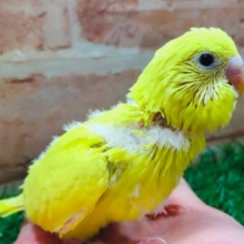 久々にダブルファクターカラーのセキセイインコさんがやってきましたよ～💛💛💛