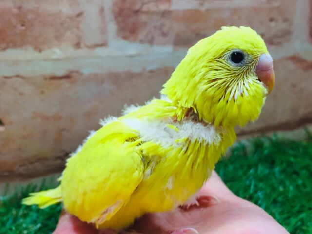 久々にダブルファクターカラーのセキセイインコさんがやってきましたよ～💛💛💛