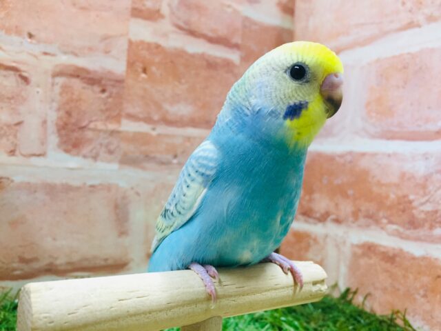 ①レインボーのセキセイちゃんがやってきましたよ~🌈🎵🌈🎵 セキセイインコ