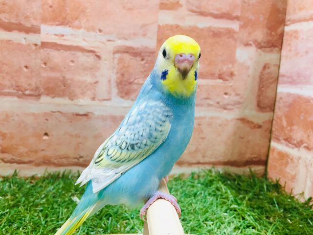 ①レインボーのセキセイちゃんがやってきましたよ~🌈🎵🌈🎵 セキセイインコ