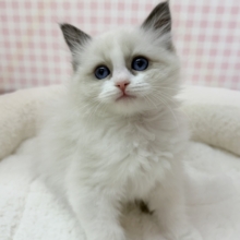 美人すぎます！ラグドール様！