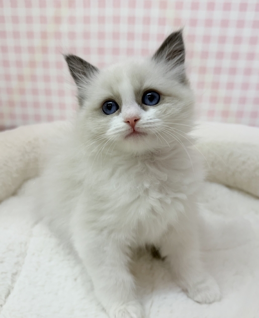 美人すぎます！ラグドール様！