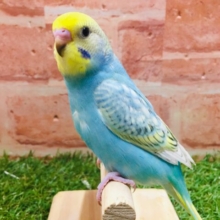 ①レインボーのセキセイちゃんがやってきましたよ～🌈🎵🌈🎵