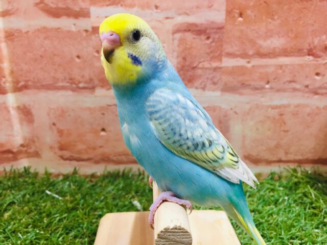 ①レインボーのセキセイちゃんがやってきましたよ~🌈🎵🌈🎵 セキセイインコ