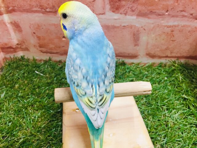 ①レインボーのセキセイちゃんがやってきましたよ~🌈🎵🌈🎵 セキセイインコ