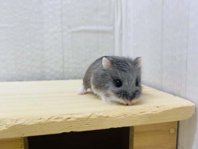 ロボロフスキーハムスター