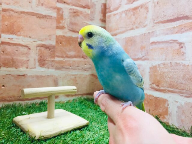 ①レインボーのセキセイちゃんがやってきましたよ~🌈🎵🌈🎵 セキセイインコ