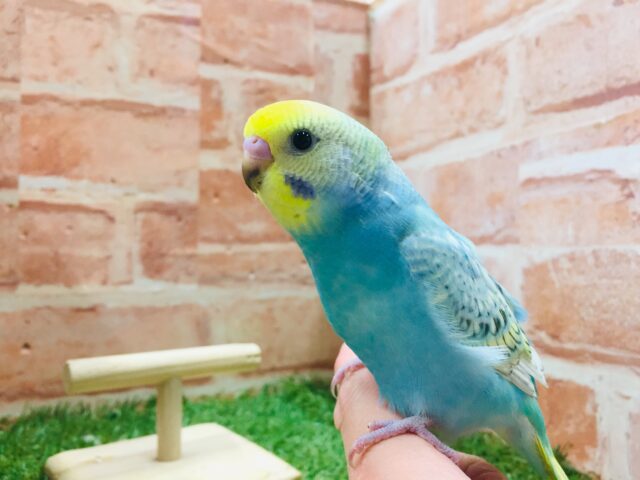 ①レインボーのセキセイちゃんがやってきましたよ~🌈🎵🌈🎵 セキセイインコ