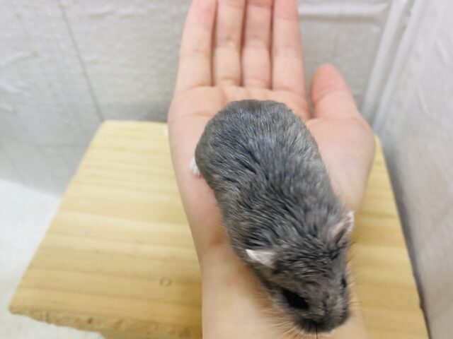 ロボロフスキーハムスター