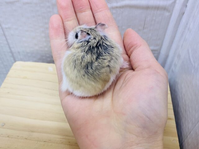 ロボロフスキーハムスター