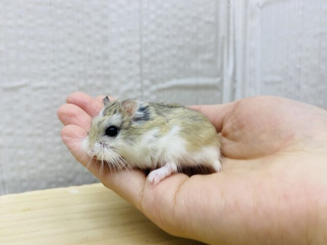 ロボロフスキーハムスター