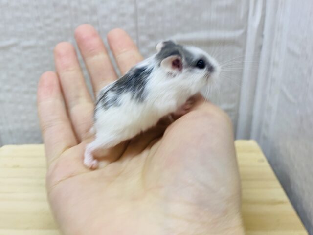 ロボロフスキーハムスター