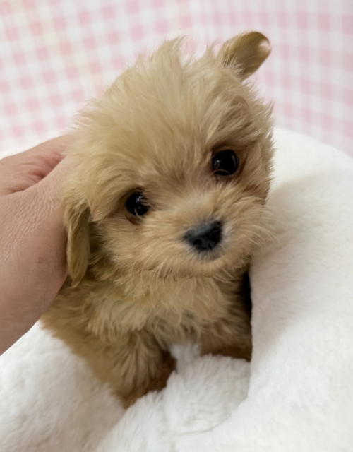 羊のようなチワプーの男の子！