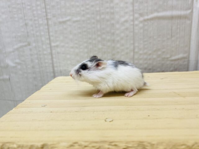 ロボロフスキーハムスター