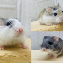 もふもふ仲間に入れてくださいな💞お顔の可愛いロボロフスキーハムスター🐹