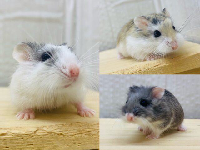 もふもふ仲間に入れてくださいな💞お顔の可愛いロボロフスキーハムスター🐹