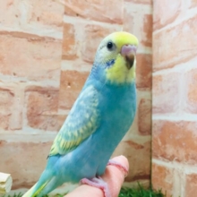 ②色鮮やかなセキセイちゃん🌈🌈🌈🌈　セキセイインコ（レインボー系）