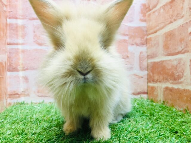 モッフモフの可愛いウサちゃんがやってきましたよ~💗💗💗 ライオンラビット(オレンジ) ライオンラビット