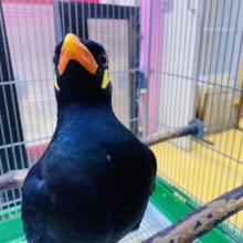 最新画像あります🙌キリッと✨イケメンキューちゃんやってきた‼️九官鳥