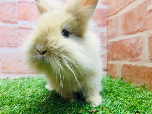 モッフモフの可愛いウサちゃんがやってきましたよ~💗💗💗 ライオンラビット(オレンジ) ライオンラビット